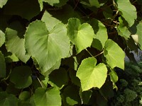 Виноград Куанье, японский, Кэмпфера – Vitis coignetiae Pull.ex Planch. (1)