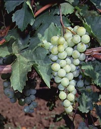 Виноград культурный