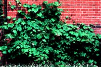 Виноград летний – Vitis aestivalis Michx.