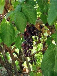 Вино (виноградная гроздь)