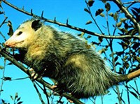 Виргинский опоссум