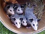 Виргинский опоссум (выводок)