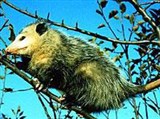 Виргинский опоссум (Didelphis virginiana)