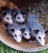 Виргинский опоссум 1 (выводок)