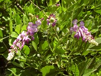 Вистерия китайская, синяя акация – Wisteria sinensis (Sims.) Sweet.