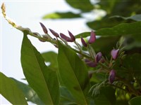 Вистерия прекрасная – Wisteria x formosa Rehd.