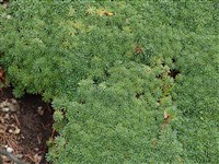 Виталиана примулоцветковая – Vitaliana primuliflora (L.) Bertol.