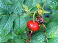 Витаминные и общеукрепляющие сборы (шиповник)