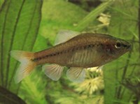 Вишневый барбус