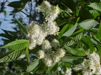 Вишня Маака, маньчжурская, амурская, медвежья ягода – Cerasus maackii Rupr. (1)