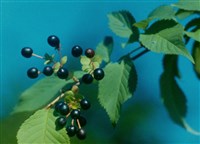 Вишня Максимовича – Cerasus maximowiczii Rupr.