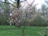 Вишня Саржента, сахалинская – Cerasus sargentii Rehd. (1)