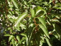 Вишня Хиллера – Cerasus x hillieri Hort.