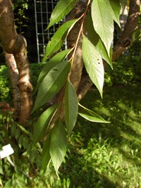 Вишня короткощетинистая, хиган, зимняя цветущая, весенняя – Cerasus subhirtella Miq. (1)