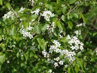 Вишня магалебская, антипка, кучина – Cerasus mahaleb L.