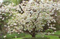 Вишня мелкопильчатая, восточная вишня – Cerasus serrulata Lindl. (1)