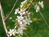 Вишня надрезанная – Cerasus incisa Thunb.