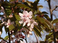 Вишня ниппонская, японская альпийская вишня – Cerasus nipponica Matsum