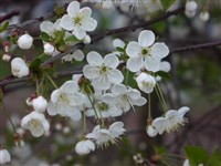 Вишня обыкновенная, садовая – Cerasus vulgaris Mill. (1)