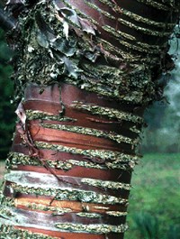 Вишня пильчатая – Cerasus serrula Franch. (1)