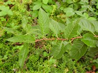 Вишня прекрасная, ошима, ланнезианская – Cerasus speciosa Koidz.