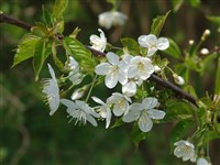 Вишня птичья, черешня – Cerasus avium (L.) Moench.