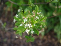 Вишня степная, лесная, кустарниковая, вишарник – Cerasus fruticosa Pall.
