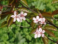 Вишня юдди – Cerasus x juddii E.Anders.