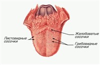 Вкусовые рецепторы