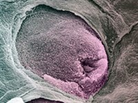 Вкус (вкусовые сосочки)