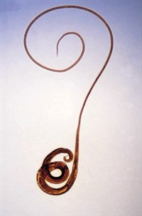 Власоглав человеческий (при увеличении)