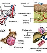 Внепочечные механизмы выделения продуктов метаболизма