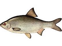 Вобла (рисунок)