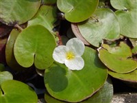 Водокрас обыкновенный, лягушечник – Hydrocharis morsus-ranae L.