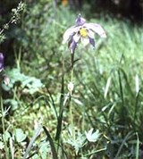 Водосбор сибирский