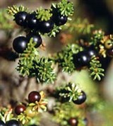 Водяника (черная)