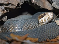 Водяной щитомордник