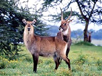 Водяные козлы (самец и самка)