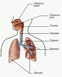 Воздухоносные пути