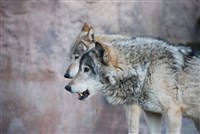 Волки (чета)