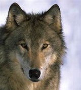 Волк (крупный план)