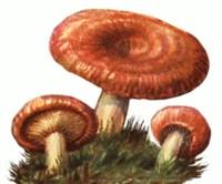 Волнушка розовая