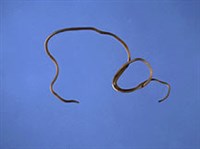 Волосатики (Волосатик)