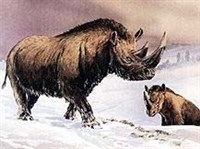 Волосатый носорог (Coelodonta antiquitatis)