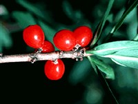 Волчеягодник Беквуда – Daphne x burkwoodii Turrill.