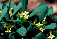 Волчеягодник Джиральди – Daphne giraldii Nitsche.