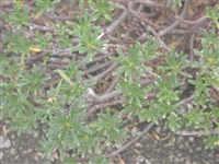 Волчеягодник древовидный – Daphne arbuscula Celak.