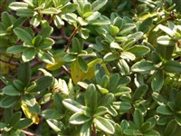 Волчеягодник кавказский, иволистный, молочаевидный – Daphne caucasica Pall.