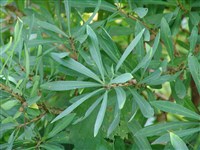 Волчеягодник смертельный, обыкновенный, волчье лыко – Daphne mezereum L.