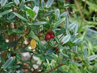 Волчеягодник тангутский – Daphne tangutica Maxim.